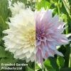 Dahlia 'Café Au Lait Collection' -Perfect Greenery dahlia cafe