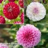 Dahlia 'Perfect Pompom Collection' -Perfect Greenery dahlia pp coll