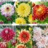Dahlia 'Dinner Plate' Collection -Perfect Greenery dahlia6