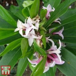 Daphne 'Perfume Princess' -Perfect Greenery dap