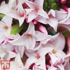 Daphne 'Perfume Princess' -Perfect Greenery dap3