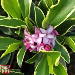 Daphne Odora 'Rogalski' -Perfect Greenery daphne odo