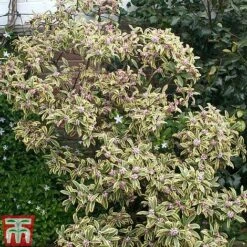 Daphne Odora 'Rebecca' -Perfect Greenery daphne rebecca 2