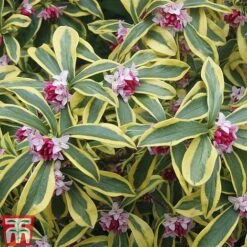 Daphne Odora 'Rebecca' -Perfect Greenery daphne rebecca