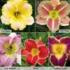 Hemerocallis Light Collection -Perfect Greenery daylilies2