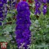 Delphinium Magic Fountains 'Dark Blue Dark Bee' -Perfect Greenery delp dark