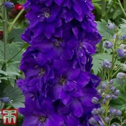 Delphinium Magic Fountains 'Dark Blue Dark Bee' -Perfect Greenery delp dark2