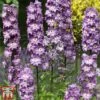 Delphinium 'Magic Fountains Lavender' -Perfect Greenery delp purp 2