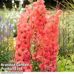 Delphinium 'Red Lark' -Perfect Greenery delp red