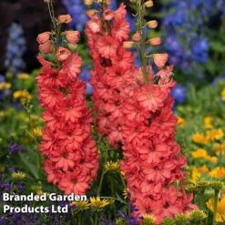 Delphinium 'Red Lark' -Perfect Greenery delp red2