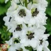 Delphinium Magic Fountains 'White Dark Bee' -Perfect Greenery delp white