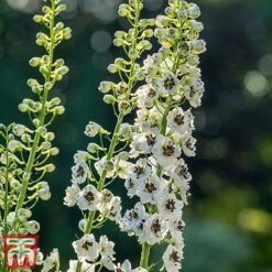 Delphinium Magic Fountains 'White Dark Bee' -Perfect Greenery delp white3