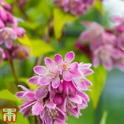 Deutzia X Hybrida 'Perle Rose' -Perfect Greenery deut pere3