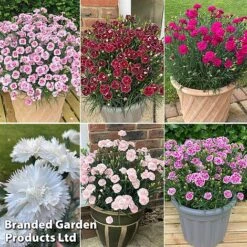 Dianthus 'Garden Pleasures Collection' -Perfect Greenery dian coll2