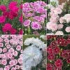 Dianthus 'Garden Pleasures Collection' -Perfect Greenery dian coll3