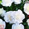 Dianthus 'Memories' (Scent First Series) -Perfect Greenery dian12