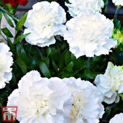 Dianthus 'Memories' (Scent First Series) -Perfect Greenery dian31