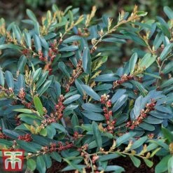 Distylium Myricoides 'Blue Cascade' -Perfect Greenery distylium3