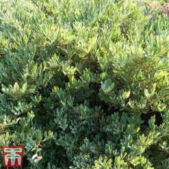 Distylium Myricoides 'Blue Cascade' -Perfect Greenery distylium4