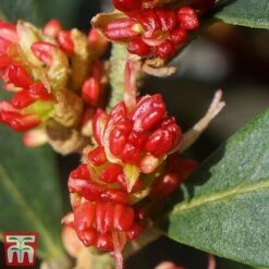 Distylium Myricoides 'Blue Cascade' -Perfect Greenery distylium6