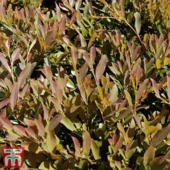 Distylium Myricoides 'Blue Cascade' -Perfect Greenery distylium7