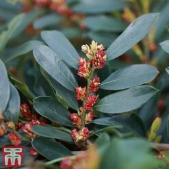 Distylium Myricoides 'Blue Cascade' -Perfect Greenery distylium8