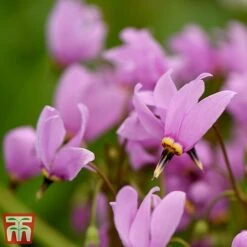 Dodecatheon Meadia -Perfect Greenery dod2