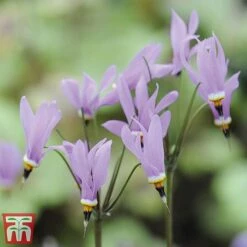 Dodecatheon Meadia -Perfect Greenery dod3