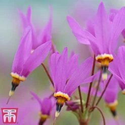 Dodecatheon Meadia -Perfect Greenery dod5