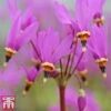 Dodecatheon Meadia 2 Dodecatheon Meadia -Perfect Greenery dod6