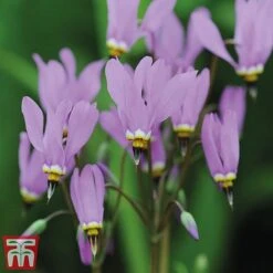 Dodecatheon Meadia -Perfect Greenery dod7