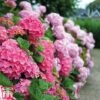 Hydrangea Macrophylla 'Early Pink' -Perfect Greenery early pink