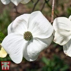 Cornus 'Eddie's White Wonder'