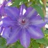 Clematis Edda™ Evipo074 2 Clematis Edda™ Evipo074 -Perfect Greenery edda