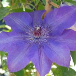 Clematis Edda™ Evipo074 -Perfect Greenery edda2