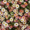 Erigeron 'Stallone' -Perfect Greenery erig stall