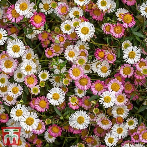 Erigeron 'Stallone' 3 Erigeron 'Stallone'