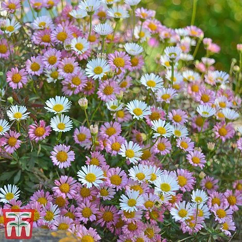 Erigeron 'Stallone' 4 Erigeron 'Stallone' - Image 2
