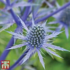 Everlasting Perennial Collection 17 Everlasting Perennial Collection -Perfect Greenery eryngium planum2