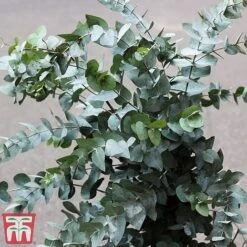 Eucalyptus Gunnii (Standard) -Perfect Greenery euc gu