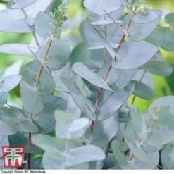 Eucalyptus Gunnii (Standard) -Perfect Greenery euc gun