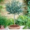 Eucalyptus Gunnii (Standard) -Perfect Greenery euc gunn