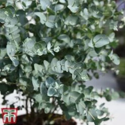 Eucalyptus Gunnii (Standard) -Perfect Greenery euc gunni