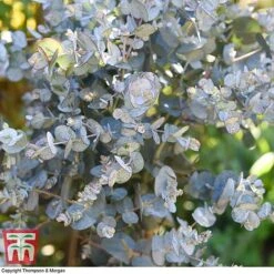 Eucalyptus Gunnii (Standard) -Perfect Greenery euca gunn