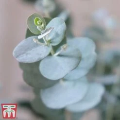 Perfect Greenery -Perfect Greenery euca31