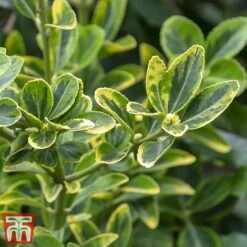 Euonymus Japonicus 'Aureomarginatus' -Perfect Greenery euon 2