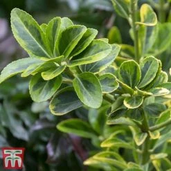 Euonymus Japonicus 'Aureomarginatus' -Perfect Greenery euon 3