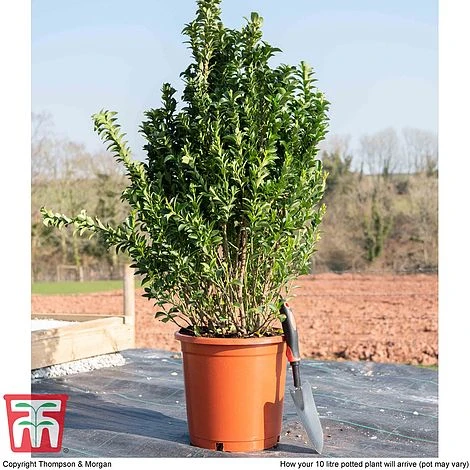 Euonymus Japonicus 'Green Rocket' 4 Euonymus Japonicus 'Green Rocket' - Image 2