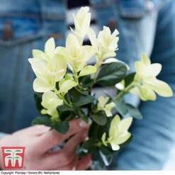 Euonymus Japonicus 'Himalaya' -Perfect Greenery euon hima