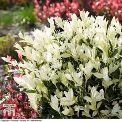 Euonymus Japonicus 'Himalaya' -Perfect Greenery euon hima3